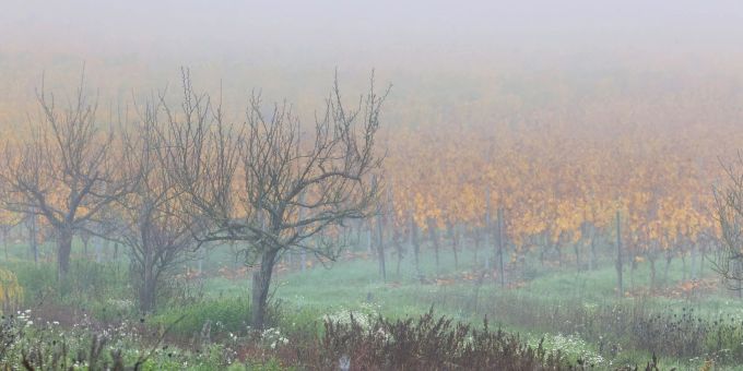 Die Nebel-Obergrenze liegt am Sonntag bei 800 Meter. Wetter