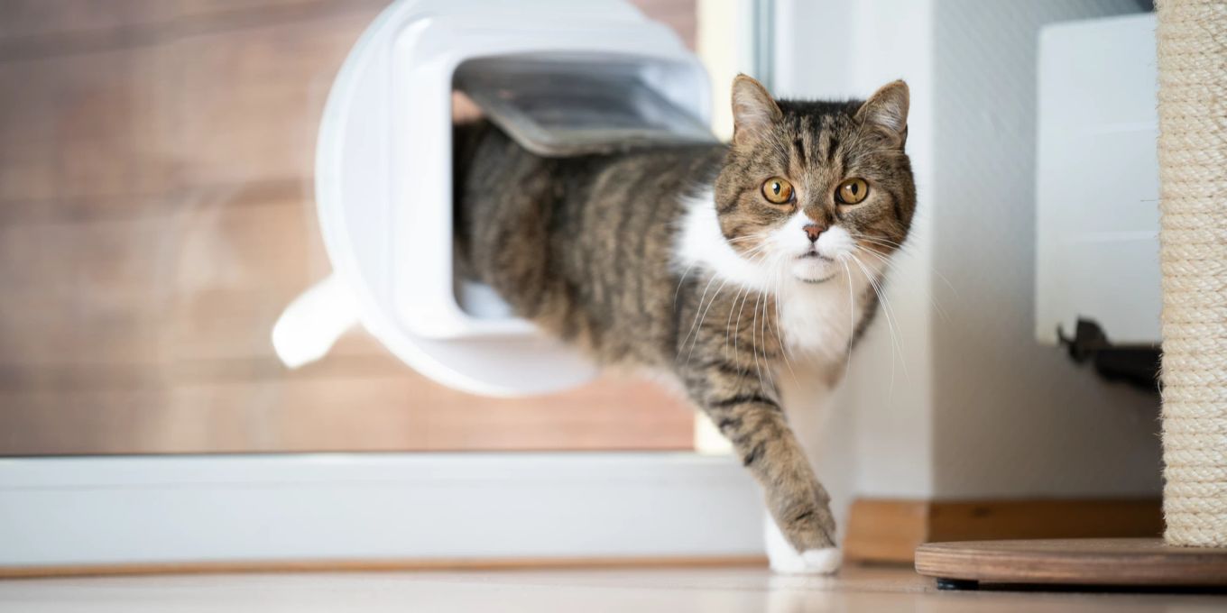 Die Katze an die Katzenklappe gewöhnen so funktioniert