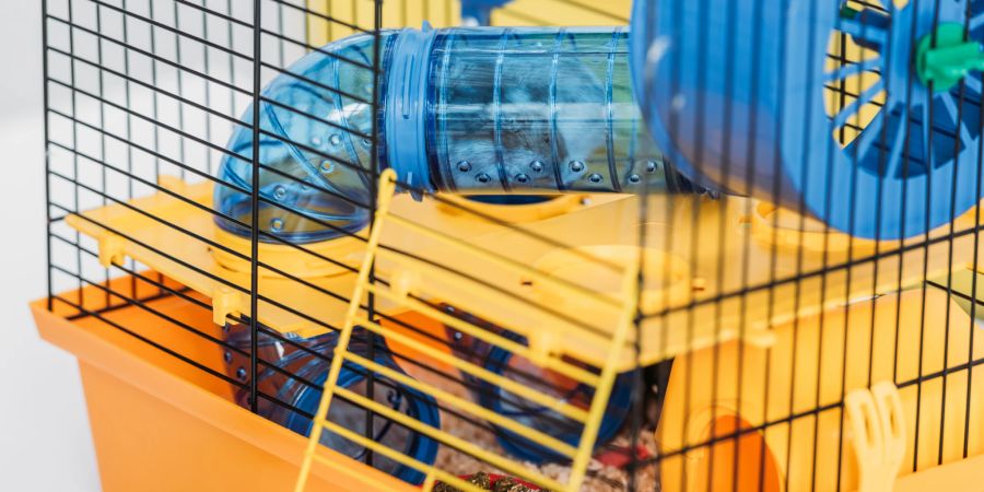 Ein Hamster vergnügt sich in einer transparenten Röhre. Auch die Accessoires im Käfig spielen eine grosse Rolle, wie wohl sich das Tier fühlt.