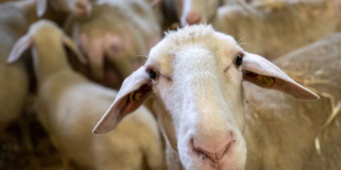 Die Blauzungenkrankheit wurde bei zwei Schafen im Kanton Jura, einem Schaf im Kanton Solothurn und bereits am Donnerstag bei einem Rind in der Waadt festgestellt. Schafe stehen in einem Stall.