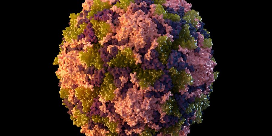 Die Illustration aus dem Jahr 2014 zeigt ein Poliovirus-Partikel. Lange galt Kinderlähmung in den USA als ausgerottet. Im Sommer 2022 aber infizierte sich ein junger Mann nördlich der Millionenmetropole New York mit dem Virus.