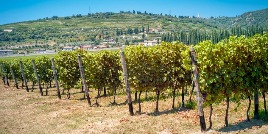 Valle de Valpolicella Amarone-Trauben