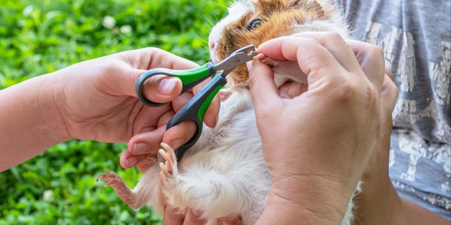 Nägelschneiden beim Meerschweinchen