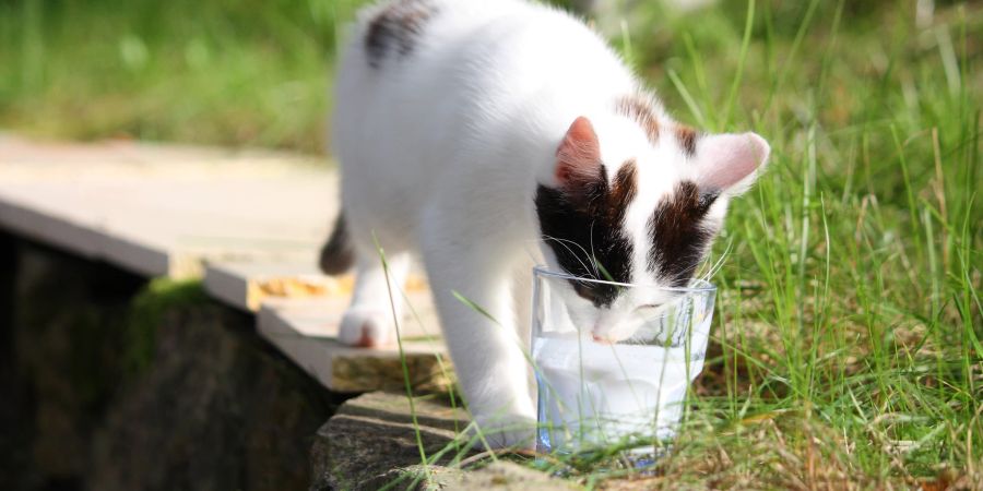 Vorsicht Milch! Katzen können Laktose nicht richtig verdauen.