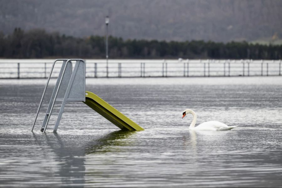 Dieser Schwan kann jetzt immerhin ungestört die Rutsche geniessen.