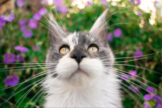 Mit äussert langen Schnurrhaaren ist diese Katze gesegnet. Katze mit langen Schnurrhaaren