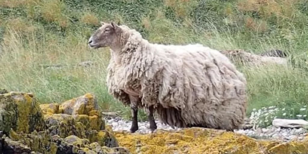 “The loneliest sheep in the world” will not be saved.