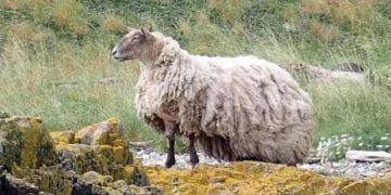 zotteliges schaf