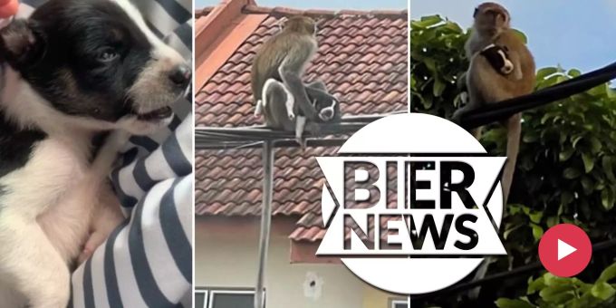 Kuriose Geiselnahme - Affe hält Hundebaby drei Tage lang gefangen!
