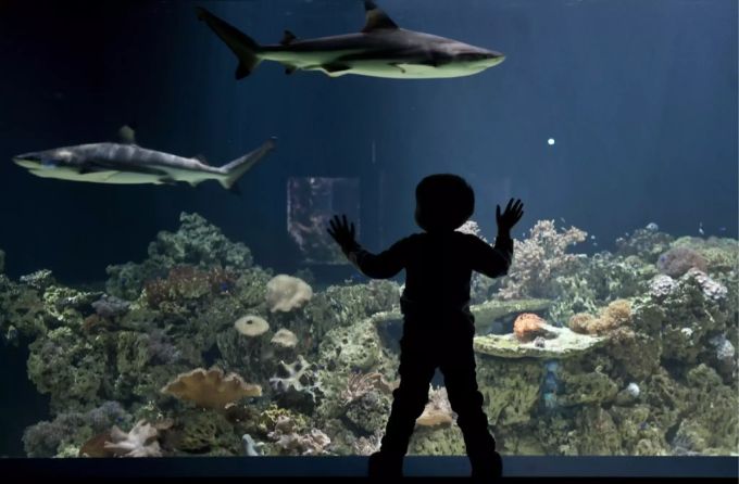 Ein Kind beobachtet die Haie in einem Aquarium. (Symbolbild) Aquarium