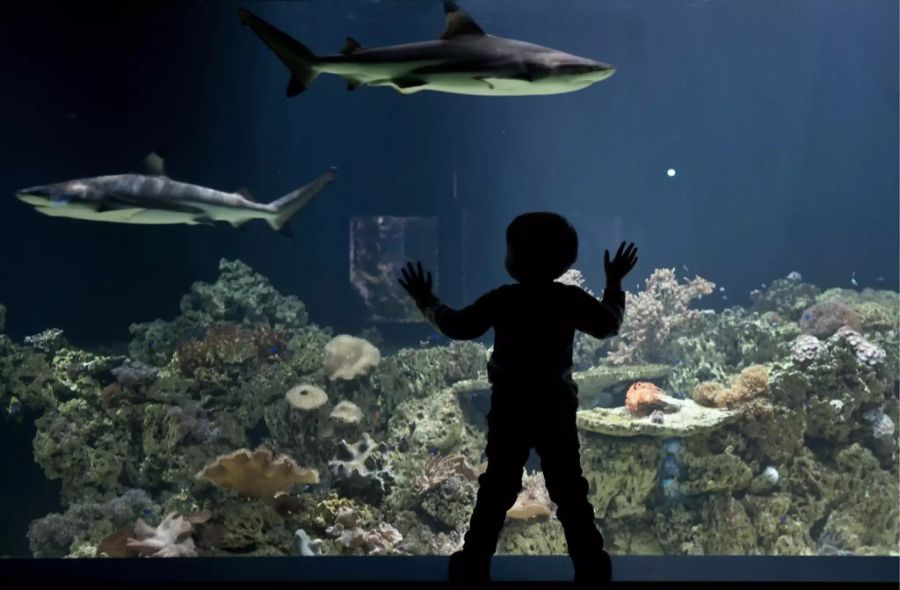 Aquarium