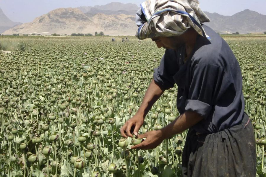 Ein wichtiger Wirtschaftszweig der Taliban ist der Anbau von Schlafmohn.