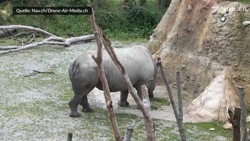 zoo-zurich-breitmaulnashorn