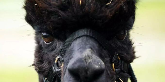 Das Alpaka mit dem Namen «Geronimo» wurde zweimal positiv auf Rindertuberkulose getestet und soll auf Anordnung des Ministeriums für Umwelt, Ernährung und ländliche Angelegenheiten getötet werden. Foto: Jacob King/PA Wire/dpa Das Alpaka mit dem Namen «Geronimo» wurde zweimal positiv auf Rindertuberkulose getestet und soll auf Anordnung des Ministeriums für Umwelt, Ernährung und ländliche Angelegenheiten getötet werden. Foto: Jacob King/PA Wire/dpa
