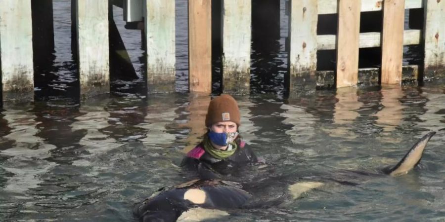 Das Orca-Baby hat seine Familie verloren. Foto: Ben Mckay/AAP/dpa