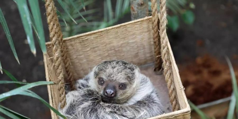 Eeinjähriges weibliches Faultiers Feira, genannt Fe, das zusammen mit dem zweijährigen männlichen Faultier Moana, genannt Mo, nun im Zoo Edinburgh wohnt. Foto: Rzss/PA Media/dpa