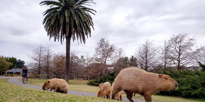 Auf diesem vom Nachbarschaftsverband Nordelta zur Verfügung gestellten Bild beobachtet eine Radfahrerin grasende Capybara In dem exklusiven Wohnviertel nördlich der argentinischen Hauptstadt Buenos Aires sind Hunderte Capybaras eingefallen. Foto: ---/Nachbarschaftsverband Nordelta/dpa - ACHTUNG: Nur zur redaktionellen Verwendung und nur mit vollständiger Nennung des vorstehenden Credits Capybara