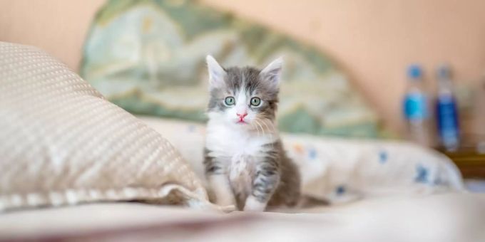 Kätzchen brauchen etwas Zeit zur Eingewöhnung. Katzenjunges