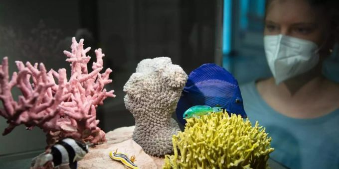 Schön - und bedroht: Das Übersee-Museum in Bremen bietet derzeit eine Ausstellung zu Korallenriffen an. Foto: Sina Schuldt/dpa Schön - und bedroht: Das Übersee-Museum in Bremen bietet derzeit eine Ausstellung zu Korallenriffen an. Foto: Sina Schuldt/dpa