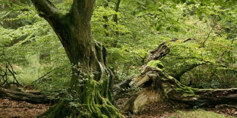 Naturwald in Hessen