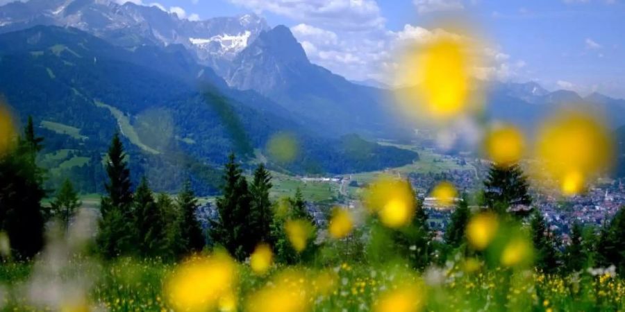 Gelbe Blumen blühen auf einer Wiese am Wank in Garmisch-Partenkirchen. Die Ökosysteme sind seit Jahrzehnten grossen Belastungen ausgesetzt. Foto: Sven Hoppe