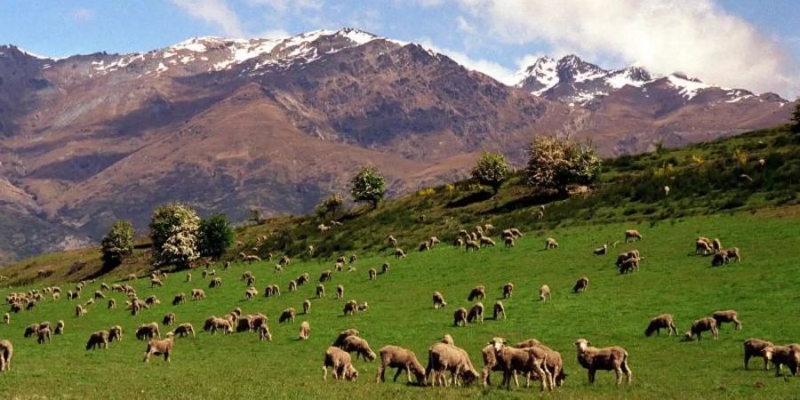 Schafe auf einer Wiese in der Nähe von Queenstown. Foto: Alexander Missal