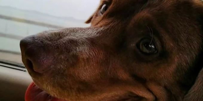 Bangkok - Aus dem Meer geretteter Hund von Bohrinsel-Arbeiter adoptiert
