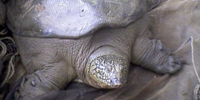 Jangtse-Riesenweichschildkröte