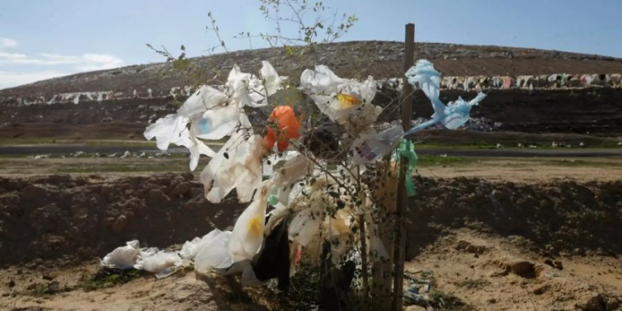 Plastiktüte in einem Strauch in der Negev-Wüste