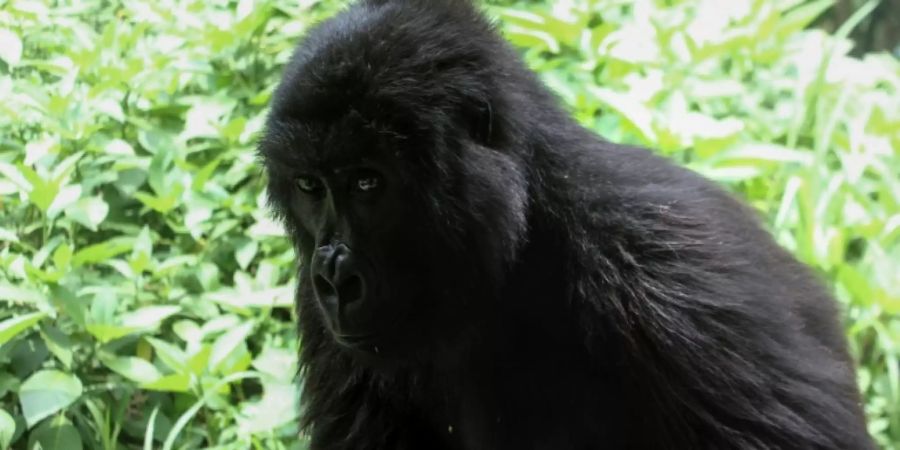 Berggorilla-Baby im Virunga-Nationalpark