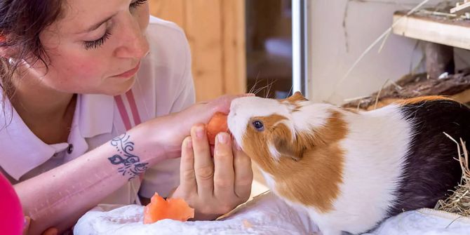 Meerschweinchen Therapie