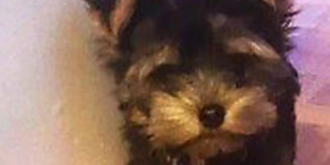 Die Eidgenössische Zollverwaltung hat einen illegalen Handel mit Hundewelpen aufgedeckt. Hund Welpen Illegaler Handel