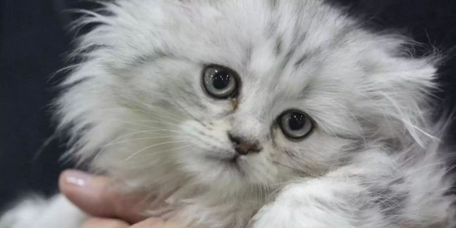 Kuscheln ist die beste Katzenkommunikation - wer dagegen versucht, mit seiner Mieze zu reden, sollte auf den Tonfall achten. Signale sollten Halter mit ruhiger Stimme geben. Foto: Robert Günther/dpa-tmn