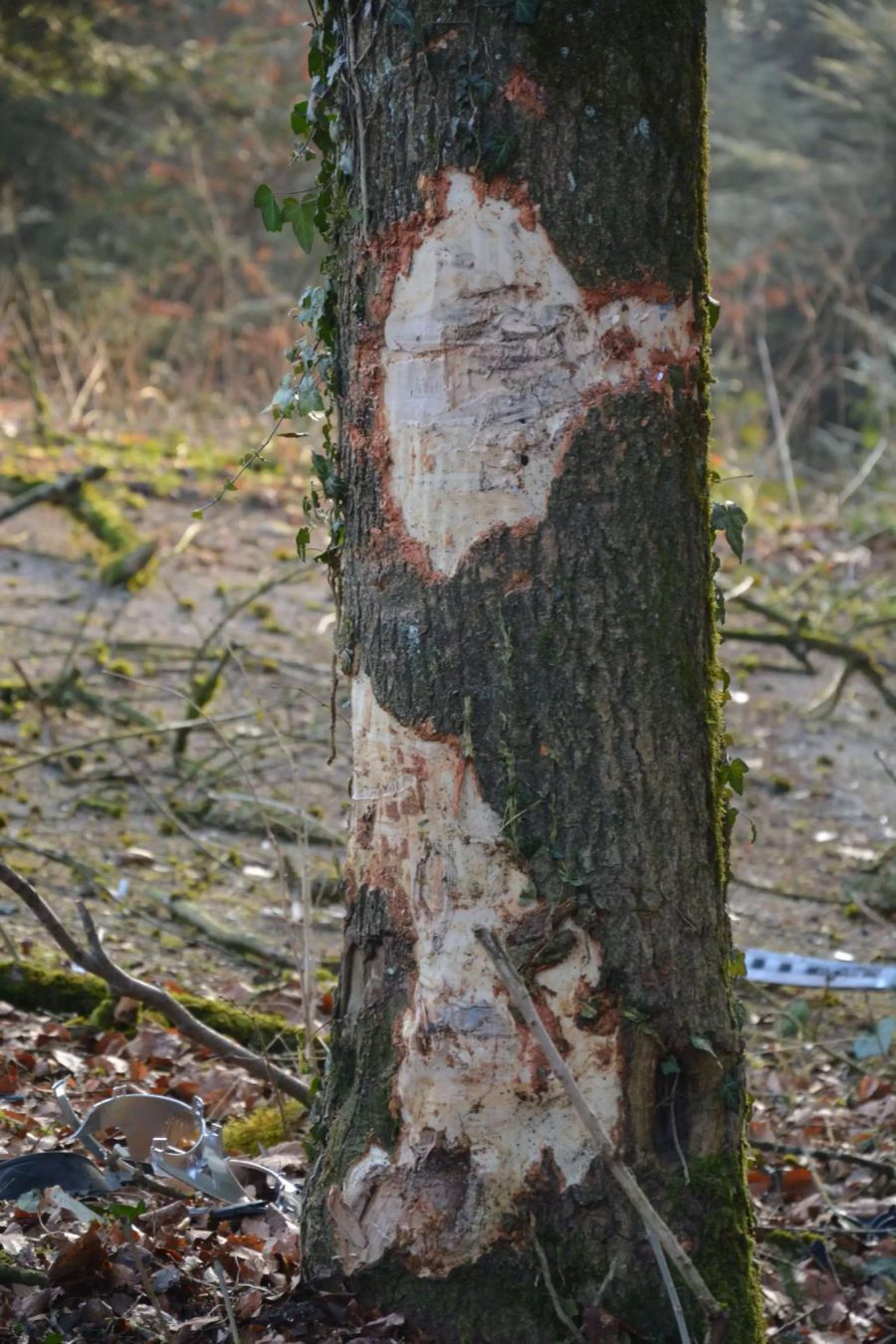 Baum Schaden Wald