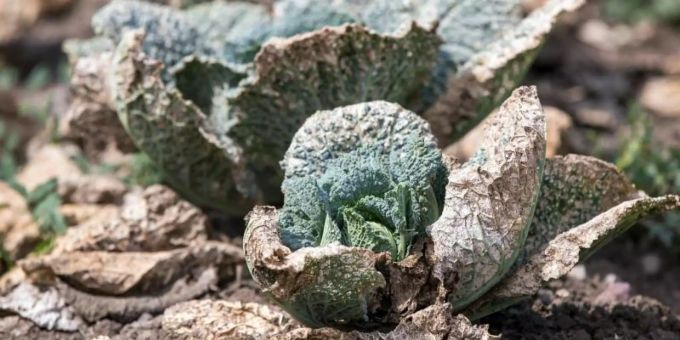 Durch die Trockenheit geschädigte Wirsingkohlköpfe. Foto: Jens Büttner Durch die Trockenheit geschädigte Wirsingkohlköpfe. Foto: Jens Büttner