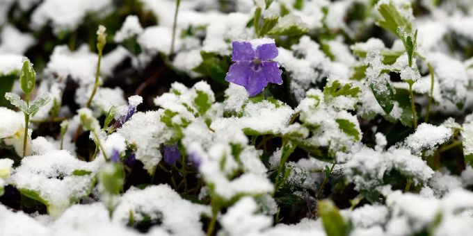 Nach Frühling Wintereinbruch: Blumen im April-Schnee in Zürich heute Donnerstag. Frühling Wintereinbruch