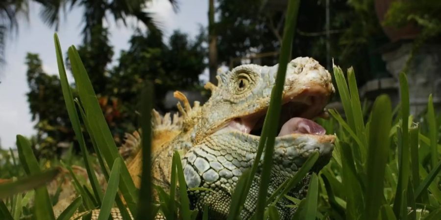 Leguane sind seit 60er Jahren in Florida heimisch