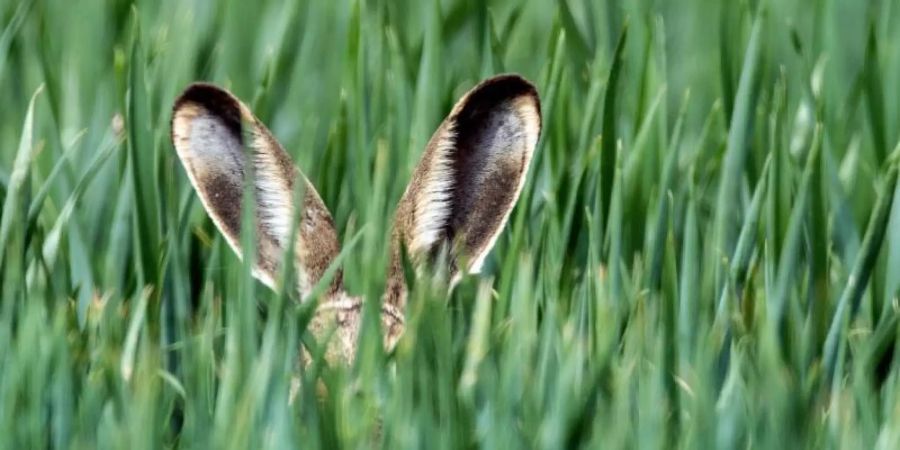 Mancher Hase hat es zu grosser Berühmtheit gebracht. Foto: Patrick Pleul/dpa-Zentralbild/dpa