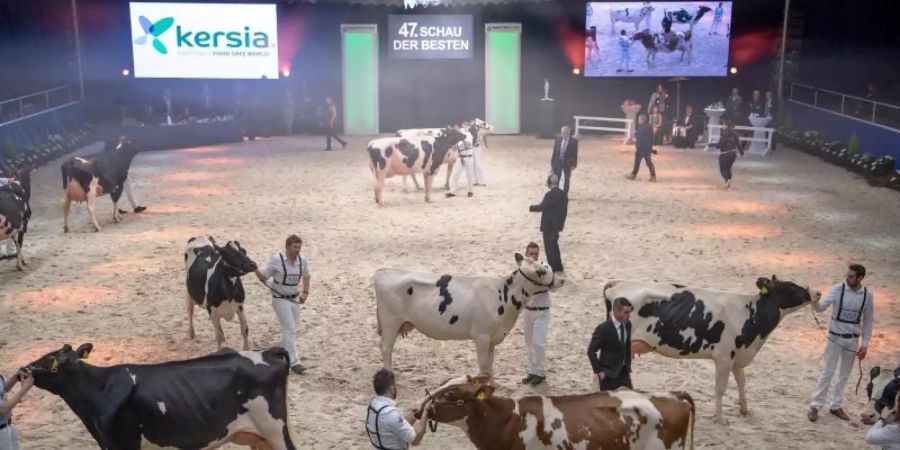 Kuh-Schaulaufen: Bewertungskriterien sind unter anderem schöne Euter, starke Beine und ein breites Becken. Foto: Sina Schuldt/dpa