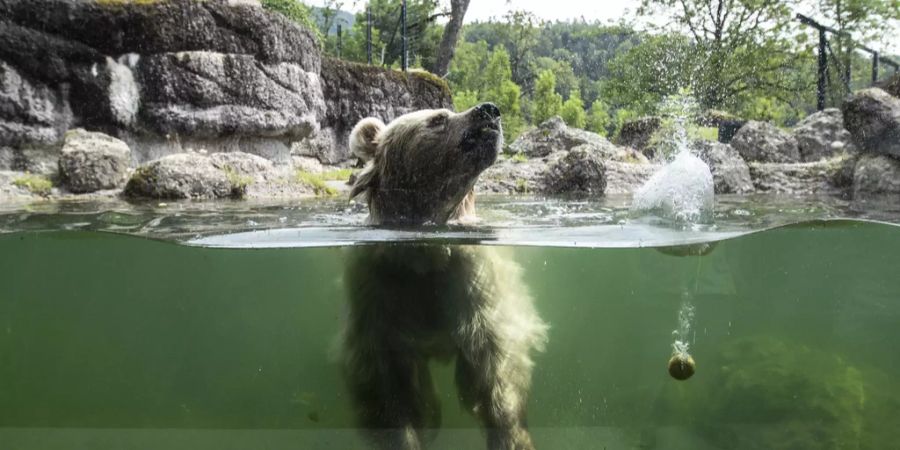 tierpark goldau