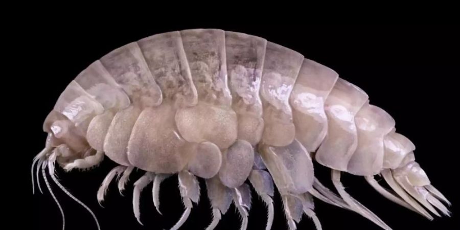 Der Eurythenes plasticus. Wissenschaftler haben Plastik im Körper der bisher unbekannten Flohkrebs-Art in der Tiefsee entdeckt. Das rund fünf Zentimeter kleine Tier lebt etwa 6500 Meter unterhalb des Meeresspiegels im Marianengraben. Foto: -/WWF/dpa