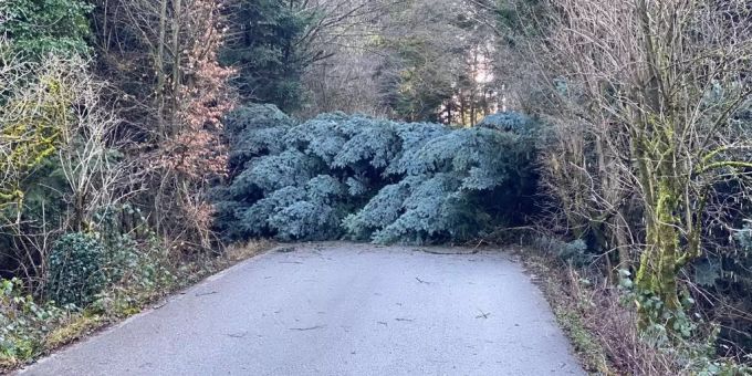 Im Berner Oberland sorgte Sturmtief Petra für das Umknicken eines Baumes. Ein Autofahrer sah diesen zu spät. (Symbolbild) Baum umgekippt