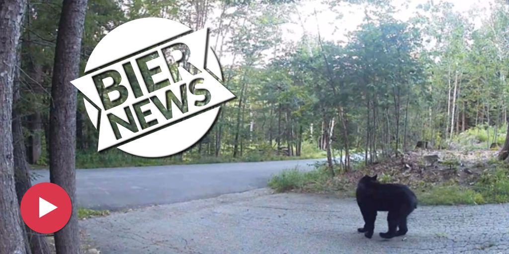 Katze vertreibt Bären aus Garten