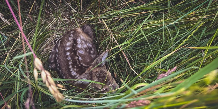 Ein Rehkitz im Gras. (Symbolbild)