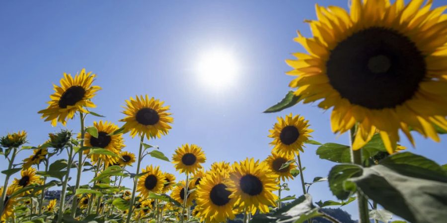 Zum Sommerbeginn am Mittwoch dürfte ist in der Schweiz heiss und sonnig werden. (Archivbild)