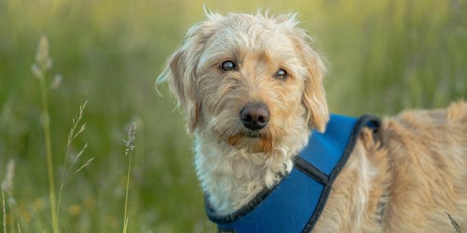 Fellnase finden - Worauf muss man bei der Hunde-Adoption achten?