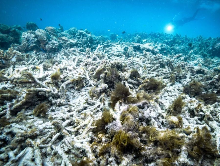 So sieht die Korallenbleiche beim Great Barrier Riff in Australien aus.