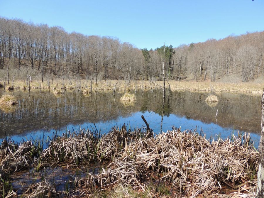 Teichlandschaft