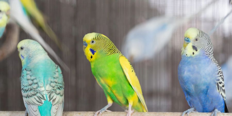 Wellensittiche zählen zu den beliebtesten und bekanntesten Ziervogelarten.