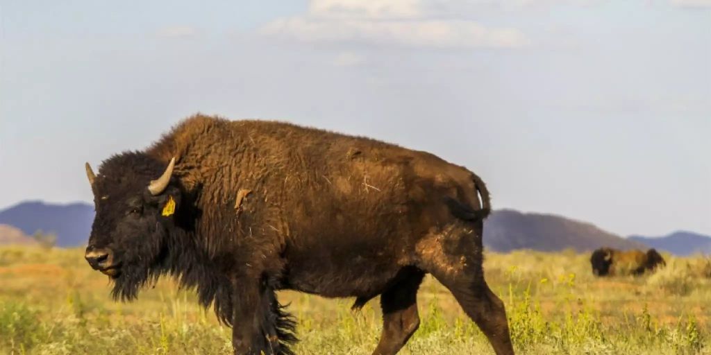 45.000 Bewerber für Bison-Jagd im Grand Canyon Nationalpark